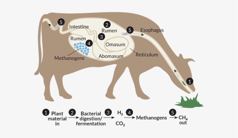 Picture1 Tiffanye - Cows Methane, transparent png download