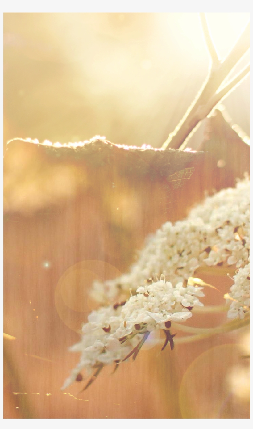 Communion - Human Body Louse, transparent png download