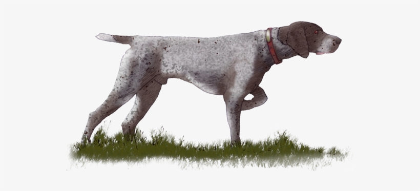 Arrow Image, Pointer Dog, Pointers, Stylus - Dog Facing Right Drawing, transparent png download