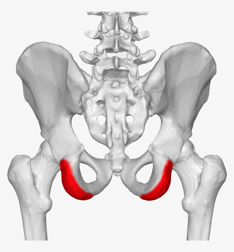 Clipart Free Download Broken Drawing Hurting - Ischial Tuberosity Posterior View, transparent png download
