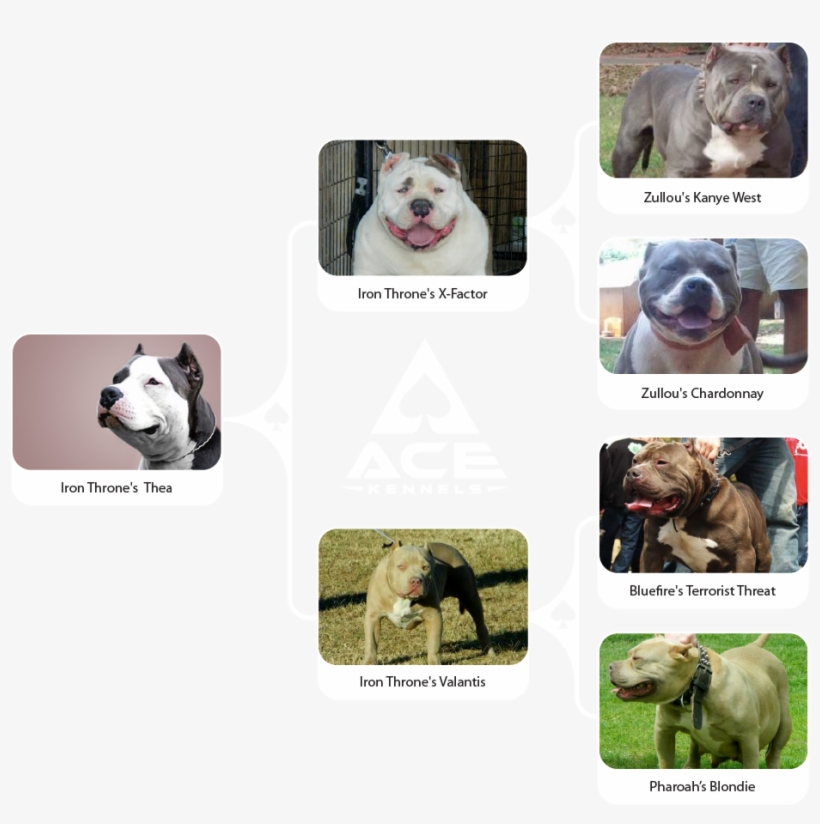 Thea Family Chart Horizontal-01 - Olde English Bulldogge, transparent png download