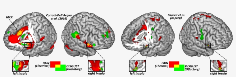 Pain-disgust - Pain Matrix, transparent png download