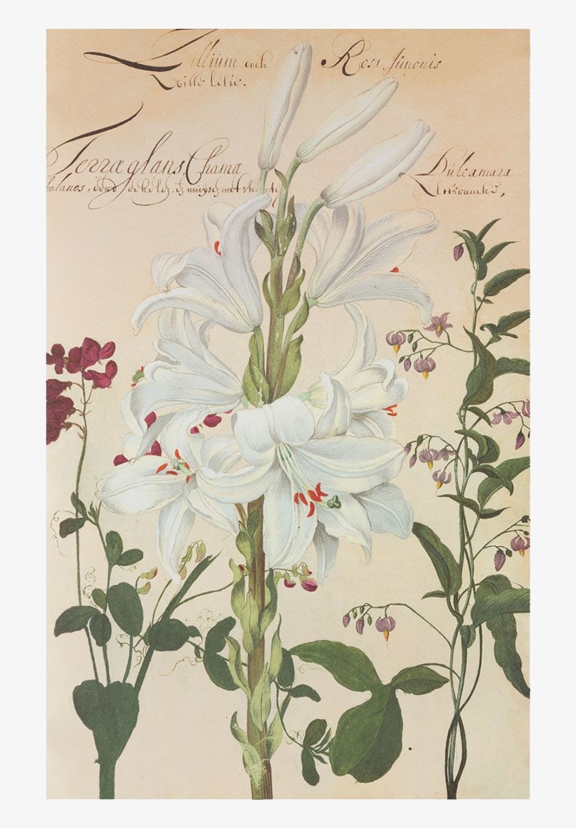 Picture Of White Lily Flower Plates De Geest - Lily, transparent png download