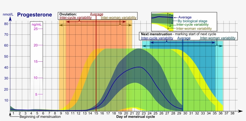 Progesterone During Menstrual Cycle, transparent png download
