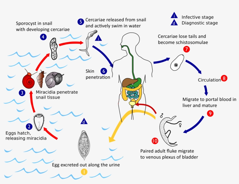 Haematobium Life Cycle - S Haematobium Life Cycle, transparent png download