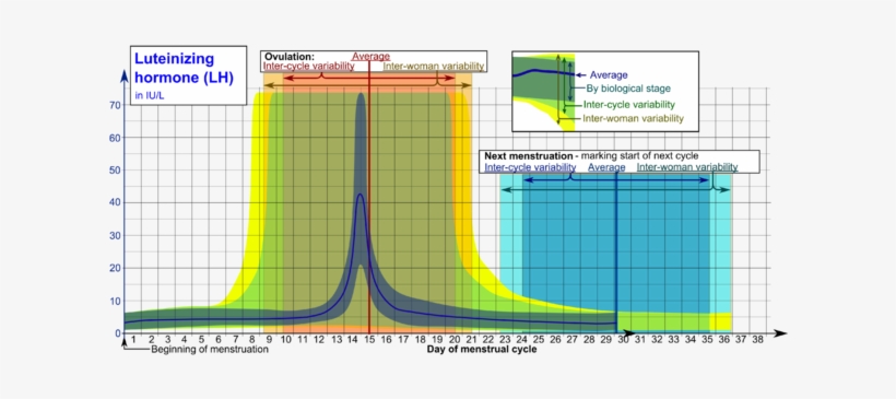 320 × 143 Píxeles - Luteinizing Hormone, transparent png download