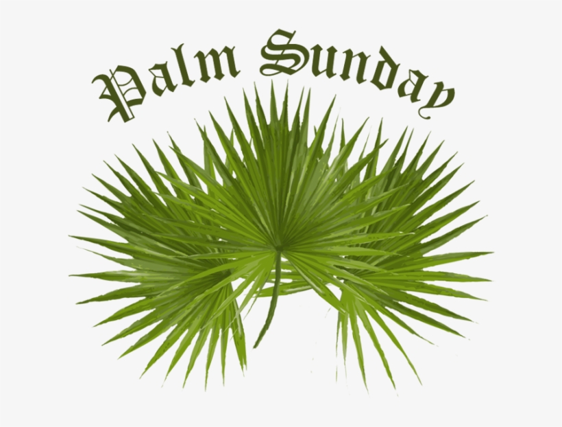Palm-sunday - Palm Sunday Palm Tree, transparent png download