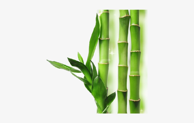 Bamboo Transparent Background - Transparent Background Bamboo Transparent, transparent png download