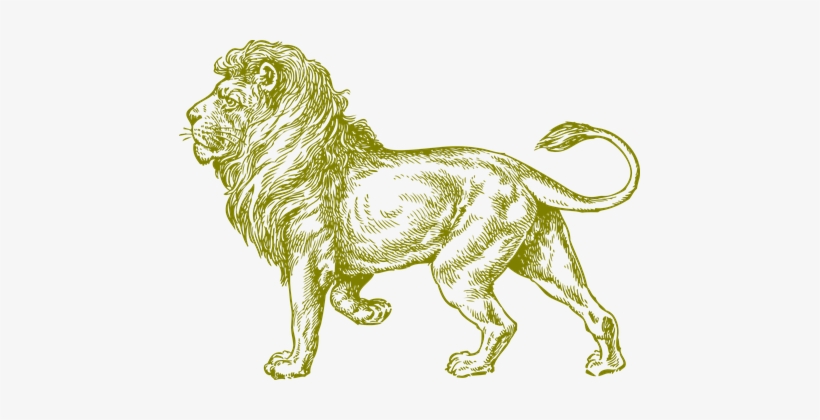 Lion Wildcat Africa Mammal Animal Lion Lio - Full Body Lion Sketch, transparent png download