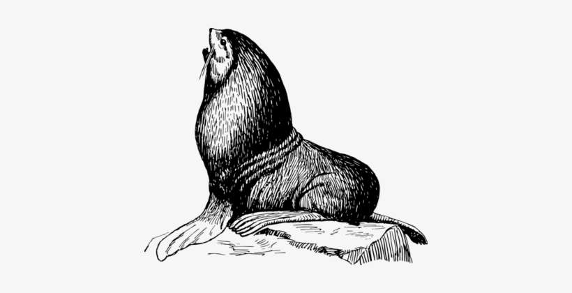Earless Seal Drawing Coloring Book Watercolor Painting - Sea Lions Sitting In A Rock Drawing, transparent png download