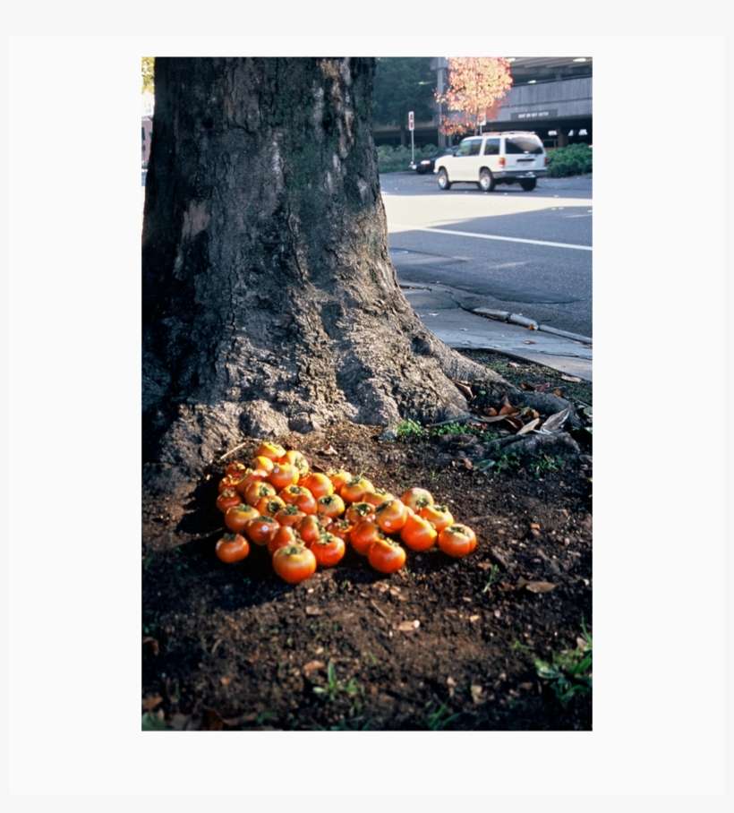 Persimmons - Fruit, transparent png download