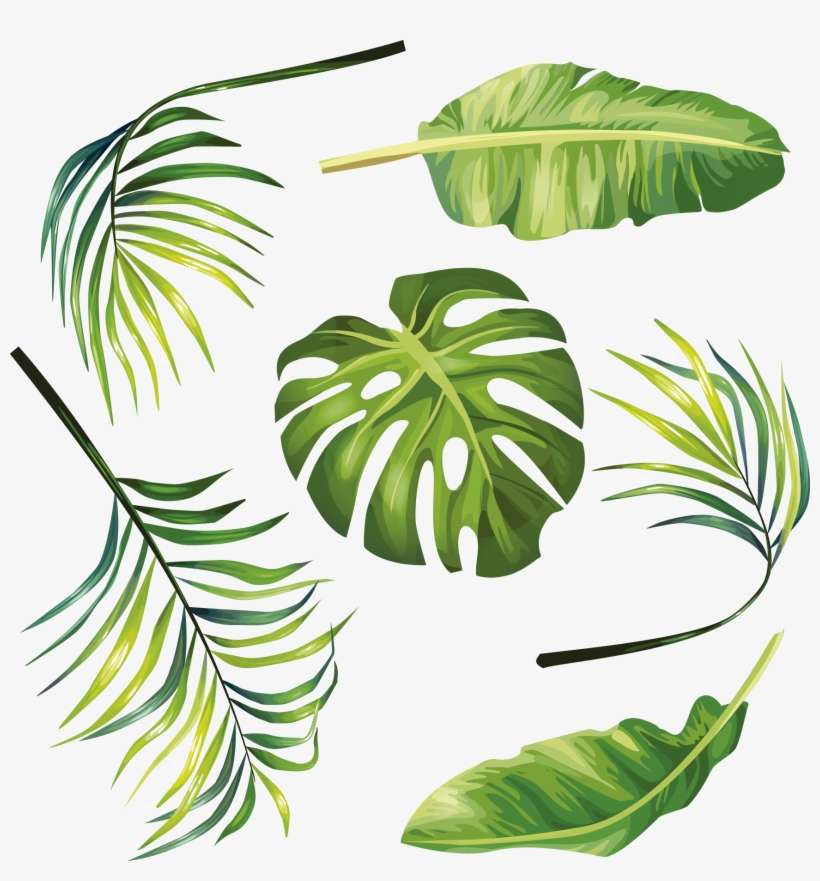 Palm Leaves Clip Art, transparent png download