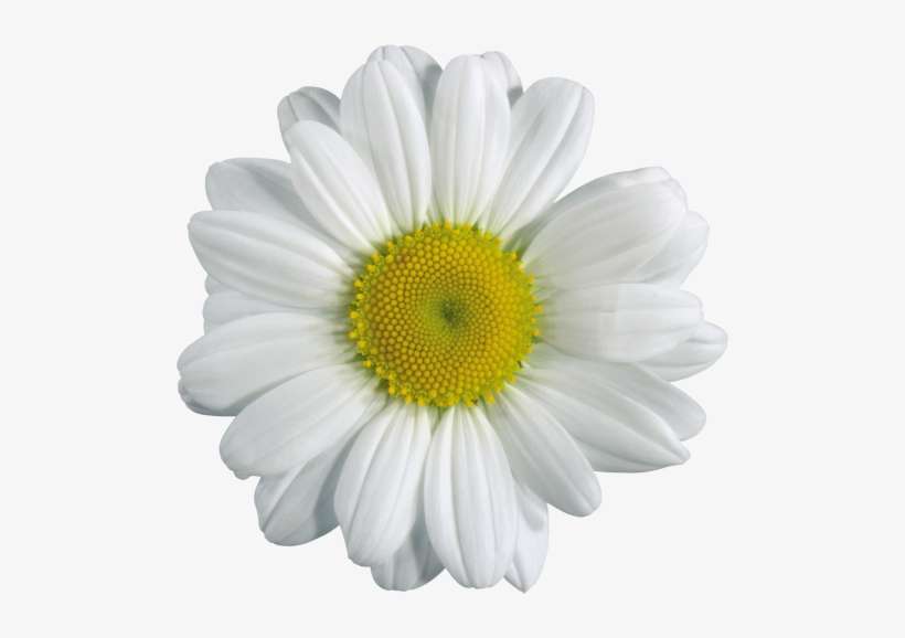 You Might Also Like - Chamomile Png, transparent png download