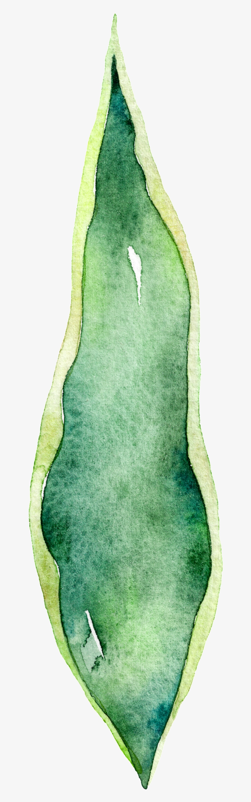 Green Aloe Leaf Watercolor Hand Drawn Cartoon Transparent - Watercolor Painting, transparent png download