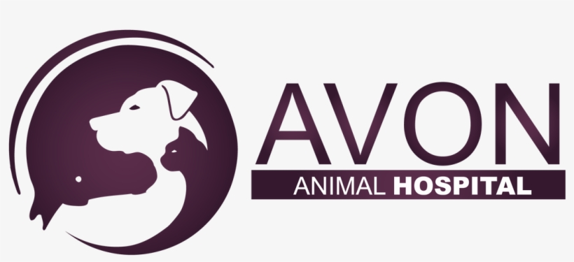 Picture - Jack Russel Black And Tan, transparent png download