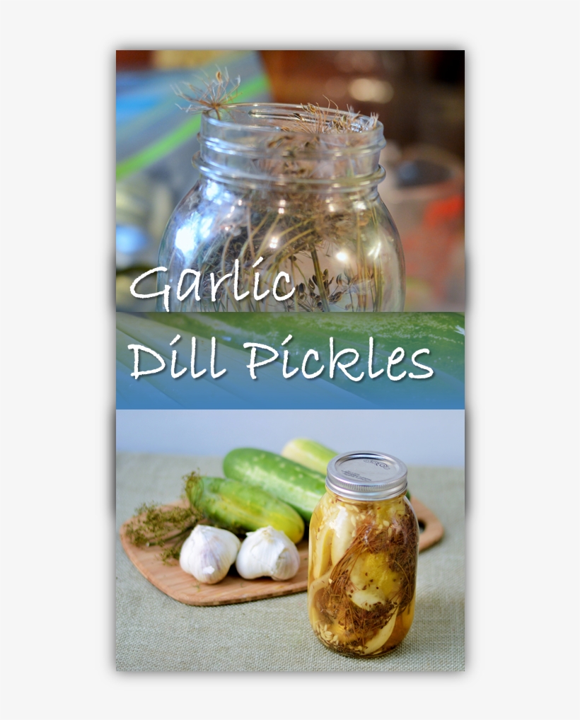 Garlic Dill Pickles Canning - Can, transparent png download