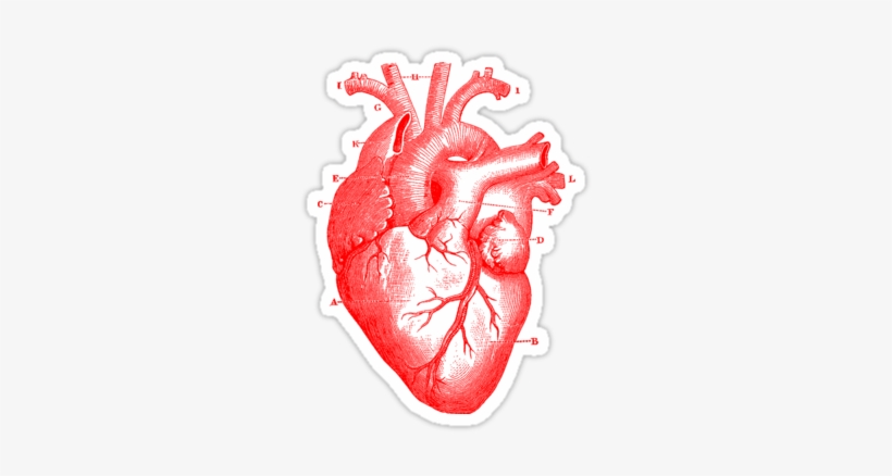 Jpg Library Stock Information Is Beautiful Pinterest - Human Heart, transparent png download