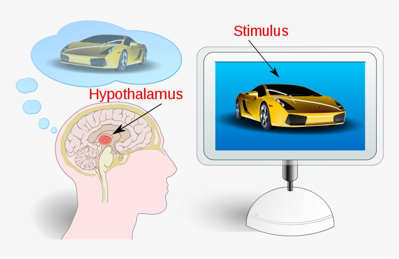 A Fancy, Fast Car In An Advertisement Stimulates The - Neuromarketing Ppt, transparent png download