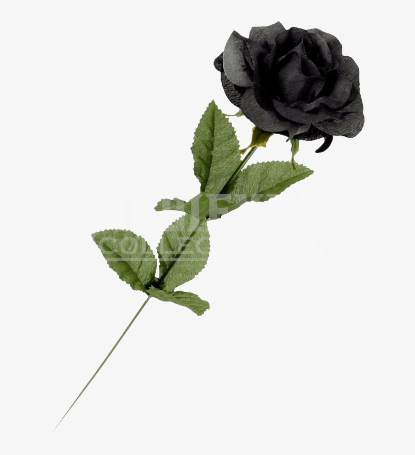 Download Black Rose | Transparent PNG Download | SeekPNG