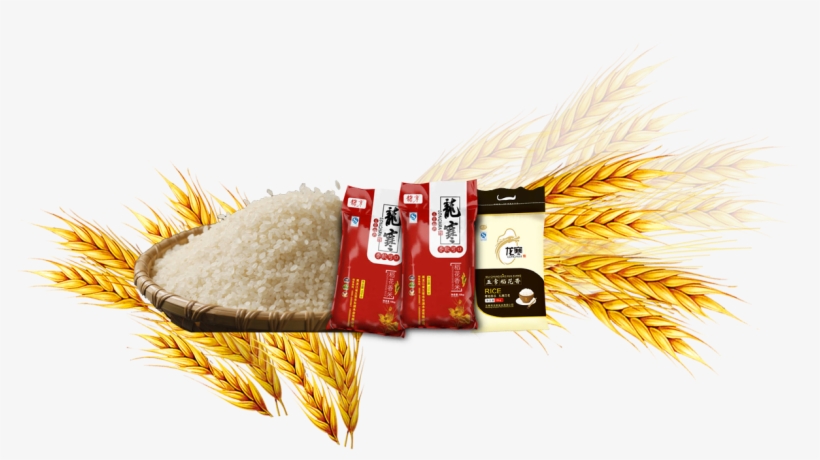 Rice Gadu Common Wheat Barley - Rice, transparent png download