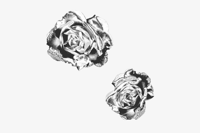 Black Roses - Garden Roses, transparent png download