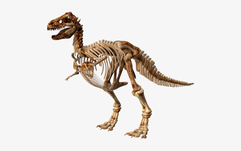 T Rex 3252844 340 - Dinosaur Skeleton, transparent png download