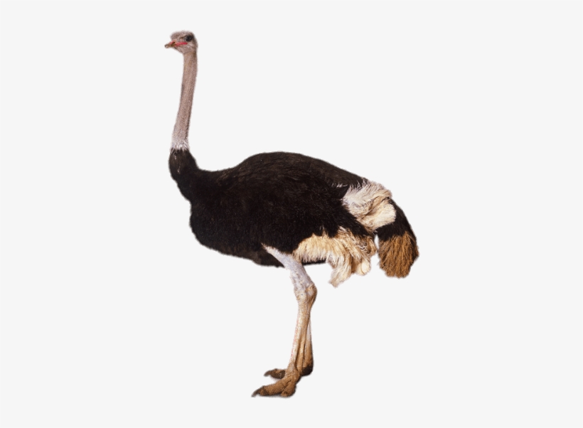 Adult Ostrich - Ostrich Png, transparent png download