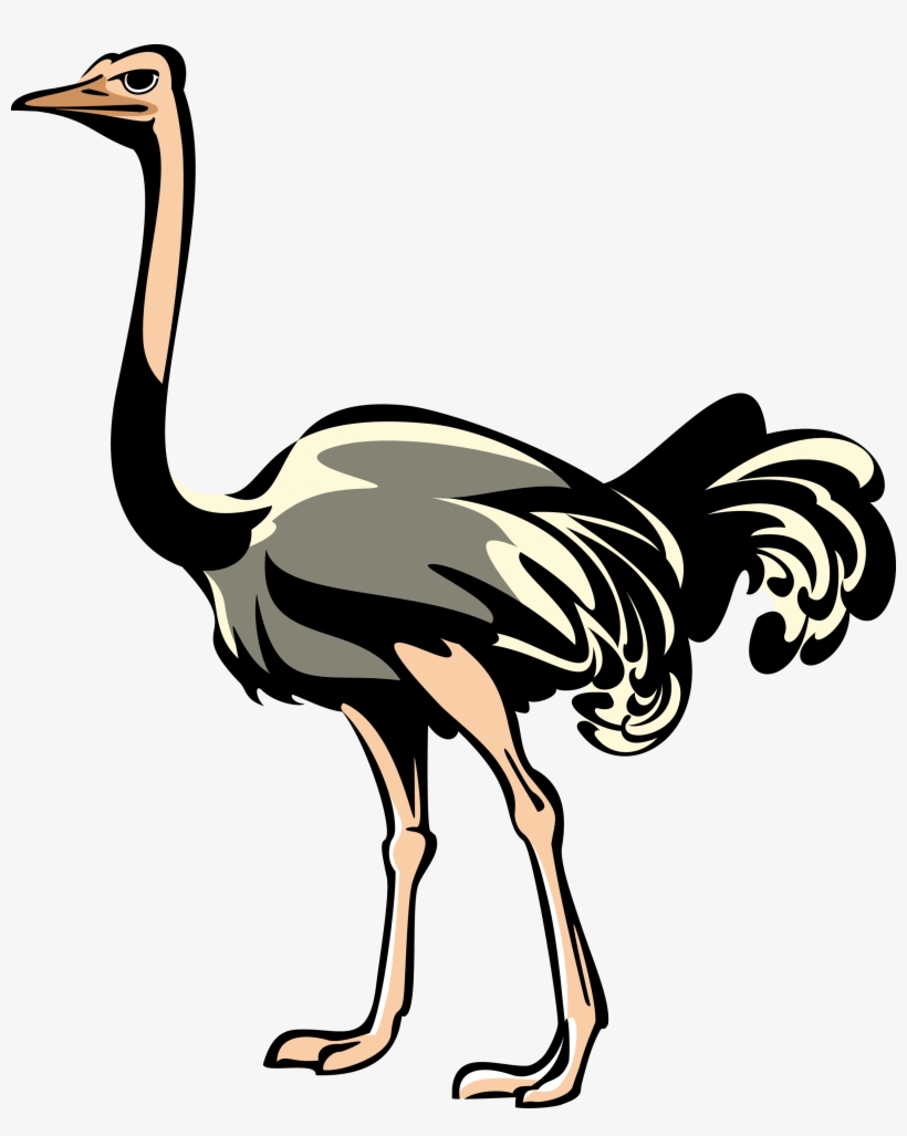 Ostrich Png Clipart - Clip Art Ostrich Png, transparent png download