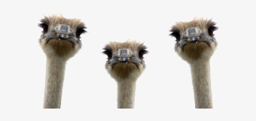 Ostrich Png - Ostrich Head No Background, transparent png download