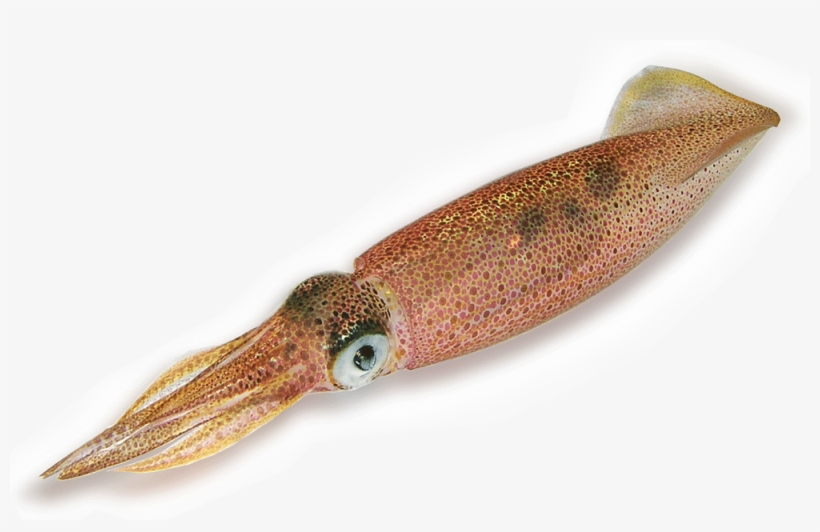 Squid Png - Cumi Buatan, transparent png download