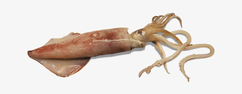 Squid Png Pic - Calamar Argentino, transparent png download