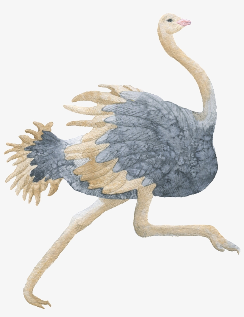 Ostrich Hand Painted Watercolor Transparent Decorative - Watercolor Painting, transparent png download