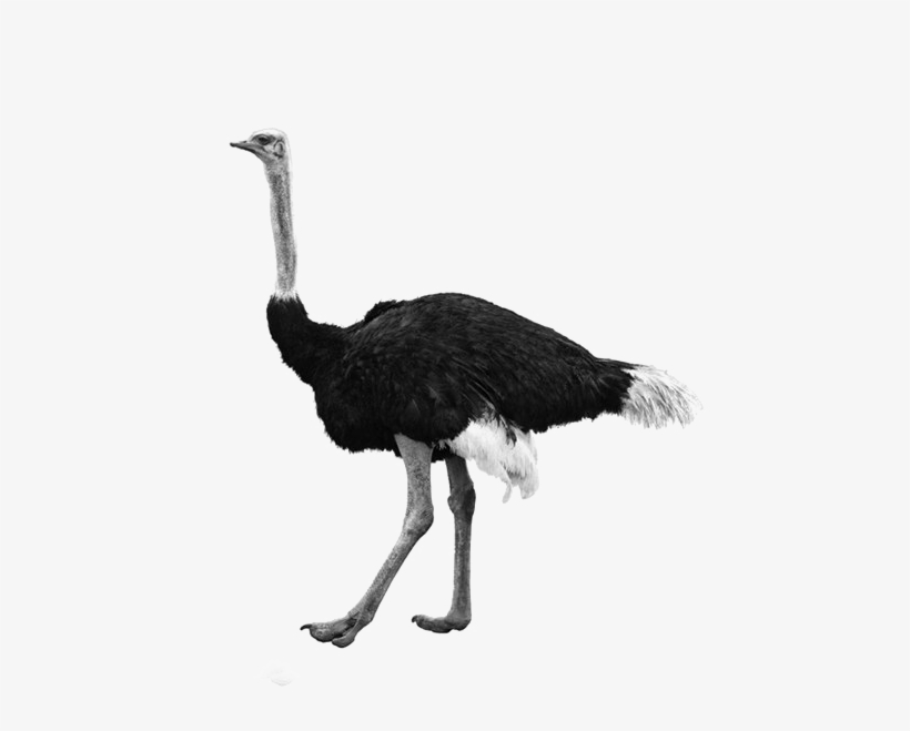 Ostrich Transparent Background Png - Portable Network Graphics, transparent png download