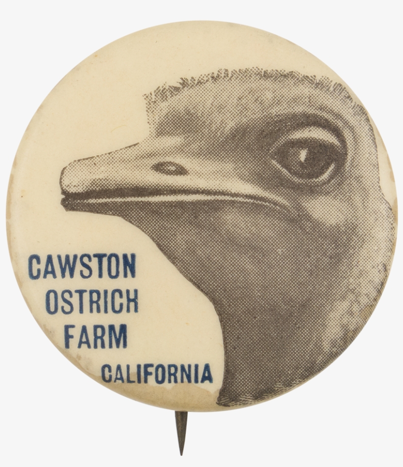 Cawston Ostrich Farm - Bald Eagle, transparent png download