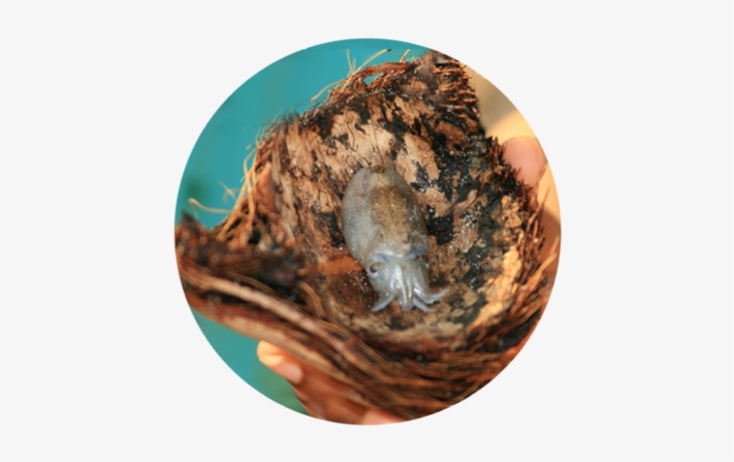 Well, When I Was In Class 11th, This Wonderful Friend - Shell, transparent png download