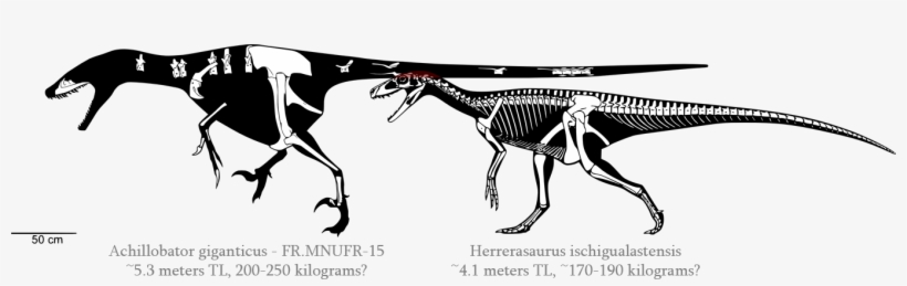 Achillobator Giganticus ~5 - Achillobator Skeletal, transparent png download