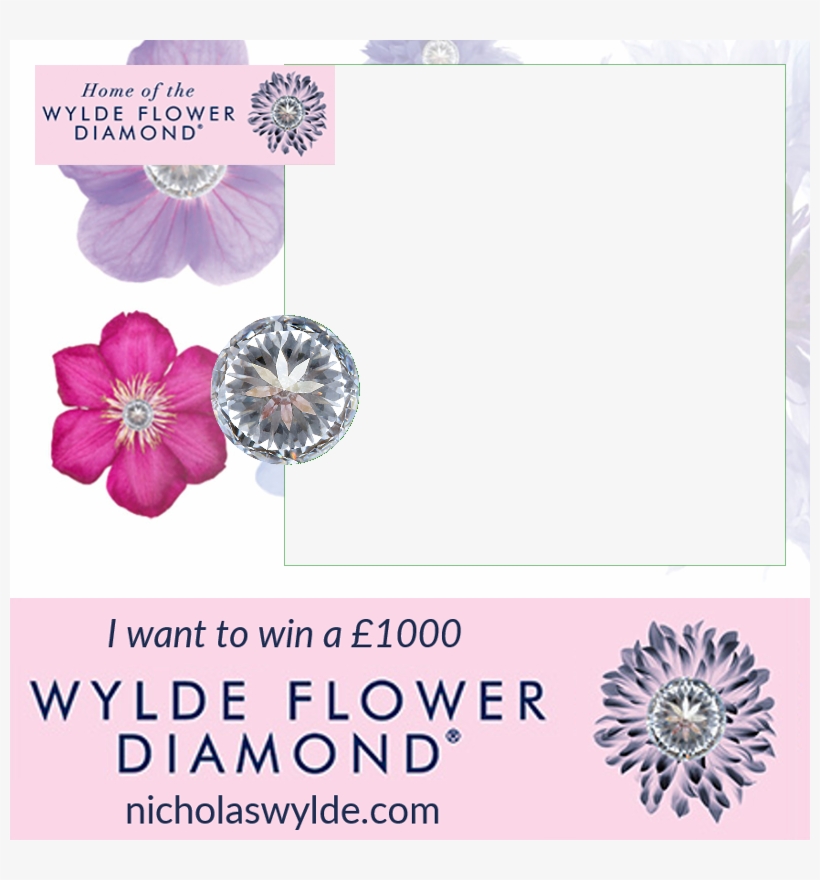 Shout To The World That You 'want To Win A Wylde Flower - Viola, transparent png download