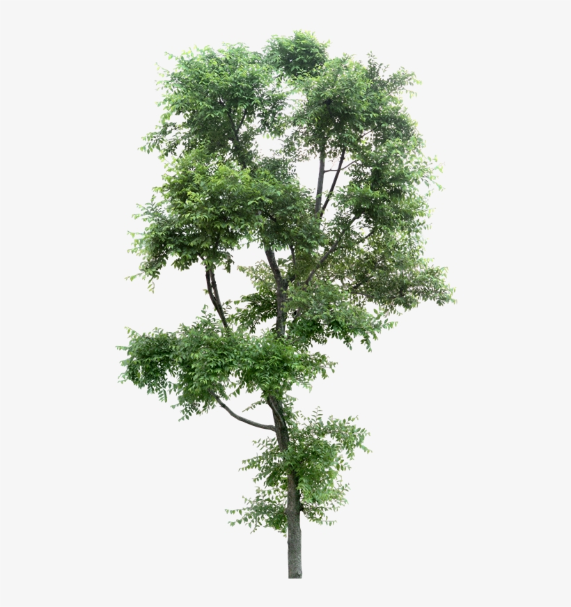 Landscape Sketch, Landscape Drawings, Arbre Png, Tree - Rue, transparent png download