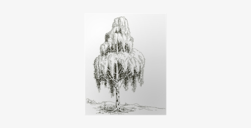 Drzewo Szkic, transparent png download