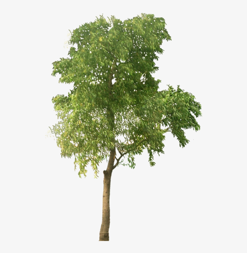 [accasia01al ] - Tree Png Free, transparent png download