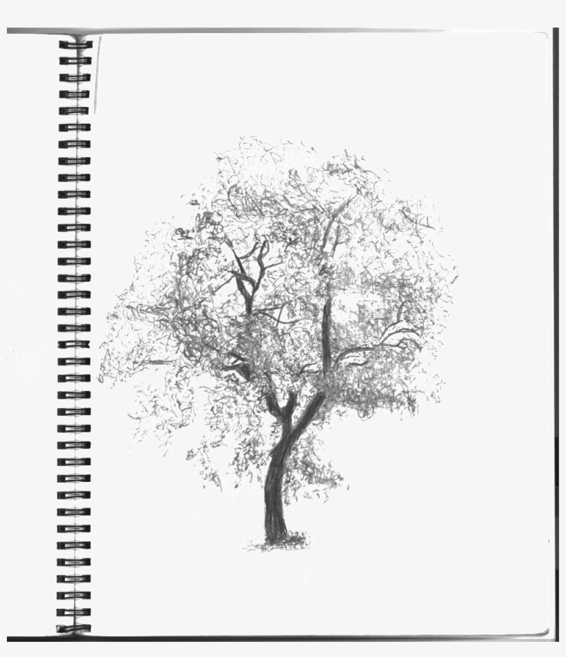 Treesketch Notebookclear - Portable Network Graphics, transparent png download