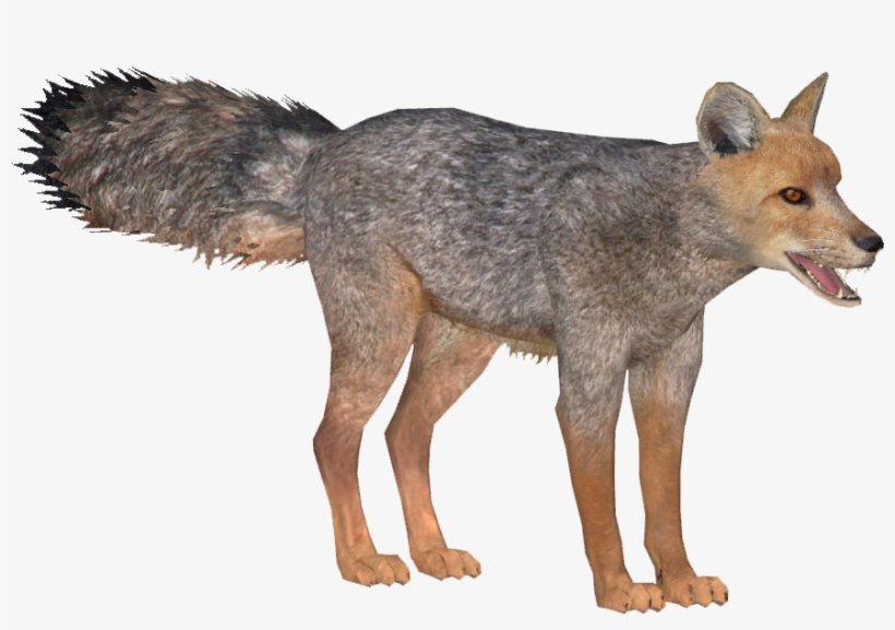 Image Culpeo Lgcfm Png Zt Download Library - Coyote, transparent png download