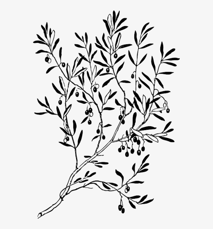 Clipart Freeuse Library Black Wreath Sketch Silhouette - Olive Tree Outline Png, transparent png download