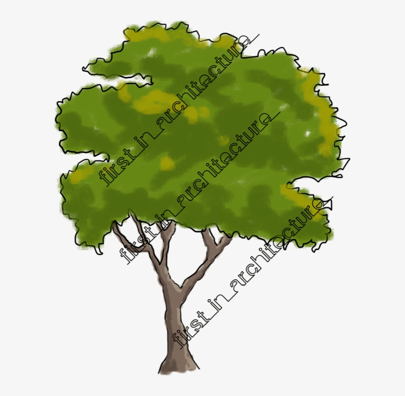 Fia Trees Elevation - Tree, transparent png download