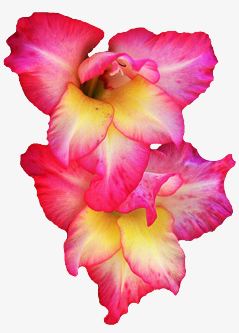Gladiolus Clipart Cartoon - Gladiolus Png, transparent png download