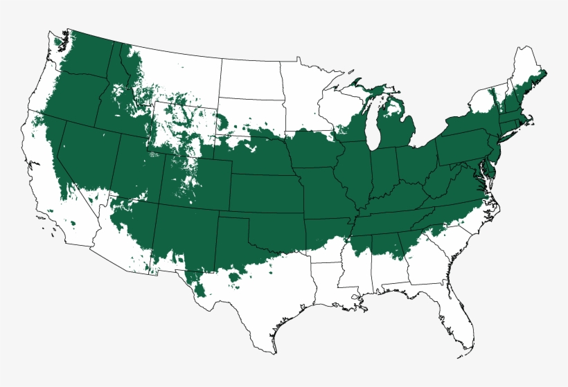 Castle Wall Blue Holly Heckenstar - Castle Wall ™ Blue Holly, transparent png download