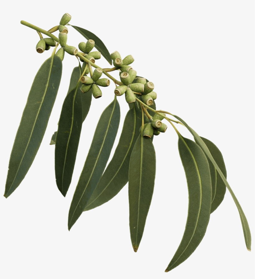 Manna Gum Gum Tree Branch Png PNG Image Transparent PNG Free Download on SeekPNG