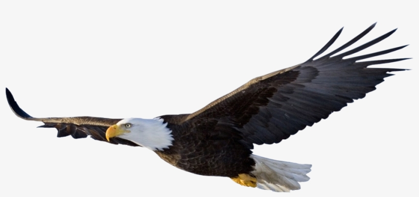 Eagle's Wings Needs You - Flying Eagle Png, transparent png download