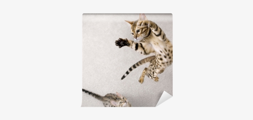 Cat Jumping, transparent png download