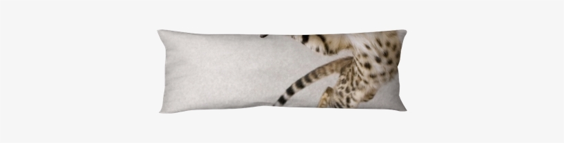 D&d Cat Toy Adventure Cat Flash Ball, 3.5cm, Red, transparent png download